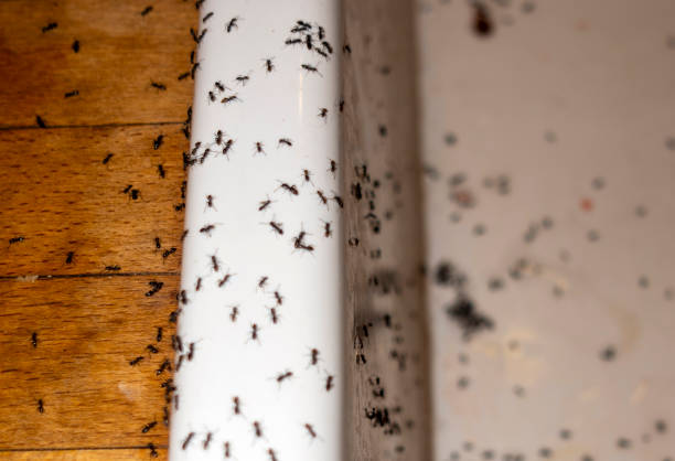 Best Affordable Pest Control Services  in Twin Falls, ID