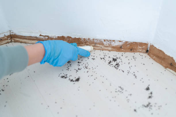Best Bed Bug Extermination  in Twin Falls, ID